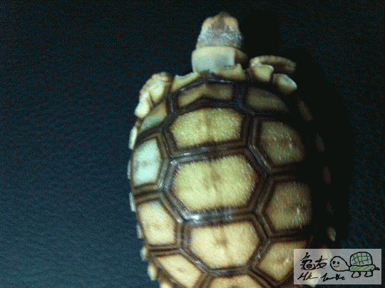 210015mq22b28o2robyo92.gif
