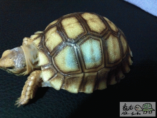 210016zdi2j9hdniqcyc7q.gif