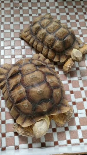 011355ukllydje5lpudzdf.jpg