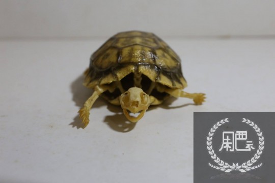 011359en6cc2h2esm2226d.jpg