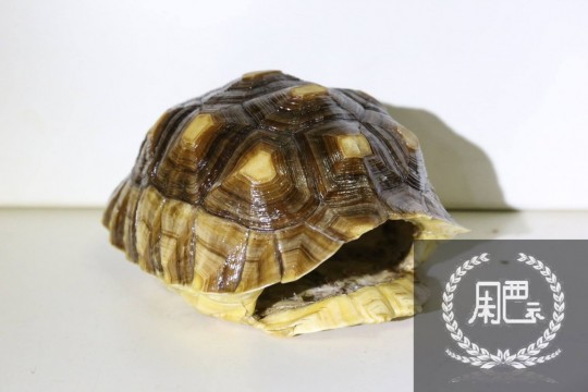 011701j3ubbhe3h37gt3ud.jpg