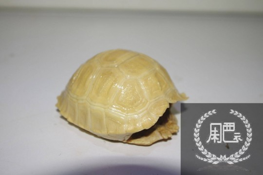 125112rg3gxnnhi5t9z6tt.jpg