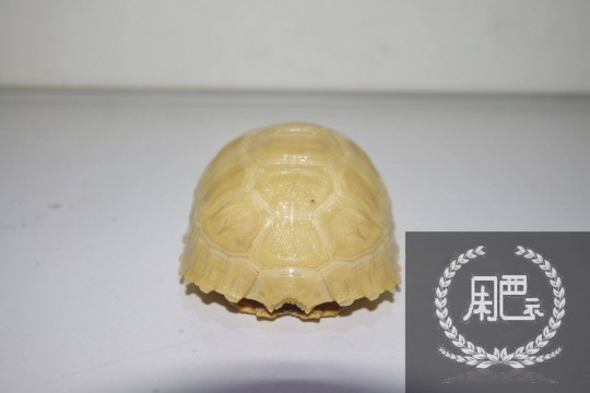125113kk8wumo0q5yppwwv.jpg