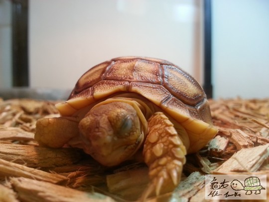 104351awuedy1cynecque8.jpg