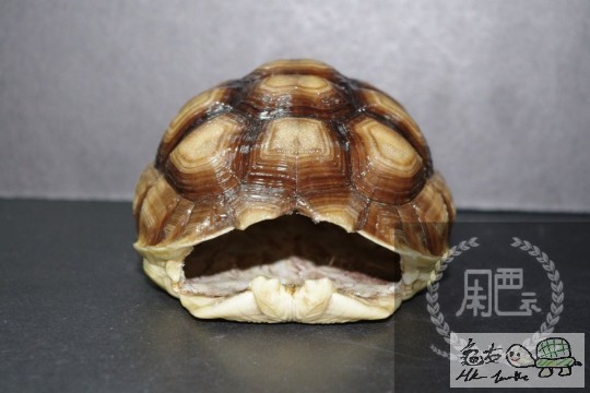 104544kmu1j0llmz1fsm7h.jpg