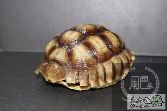104544xqp66dzn2md6muaf.jpg