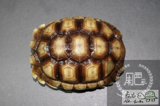104545bhlzl3h83d10d61h.jpg