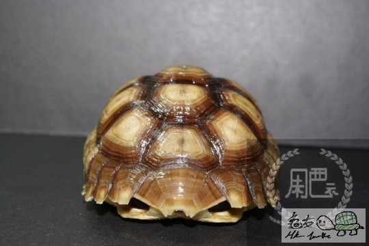 104546jtsm4qy68mqvu2tn.jpg