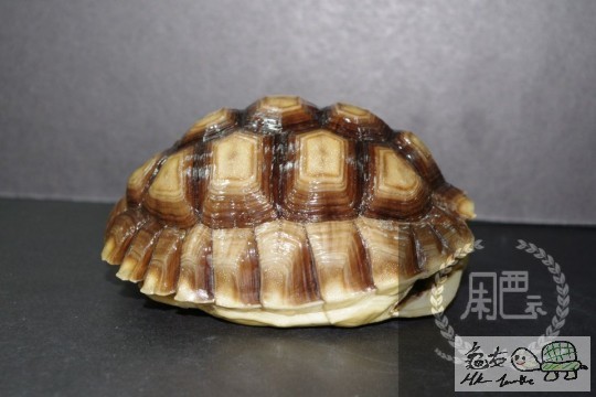 104546ovds4lvmj78onb88.jpg