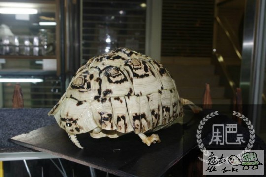 153150bb8mdmc7sdsttjze.jpg