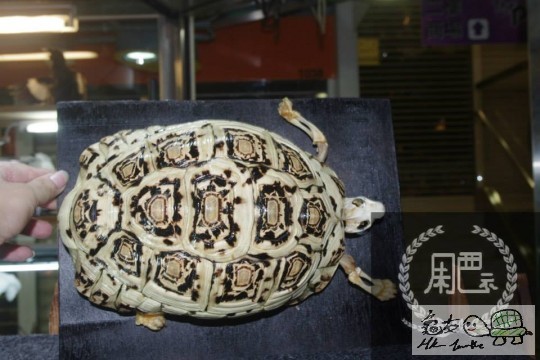 153150wjvxzu4jzwuw10vj.jpg