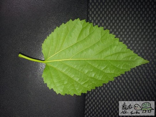 230858sb9f09cjcj885yx8.jpg