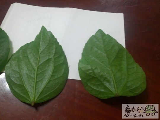 000834doccvnecin1c63nv.jpg