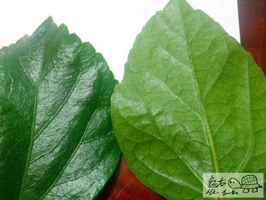 000835xdz4rkpd48pyukdi.jpg