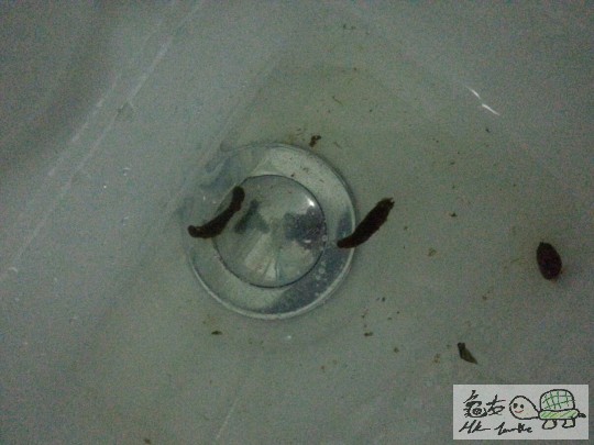 001529t1r9zkpcpku9p68k.jpg