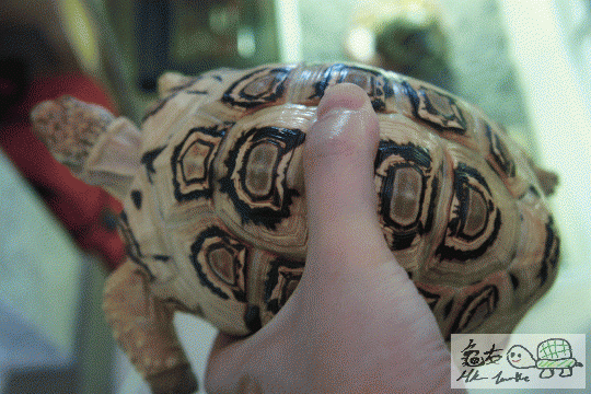 002309xjm368186sy3ham6.gif