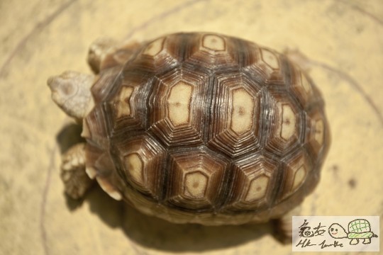 003751iy906sj30jc9a9s0.jpg