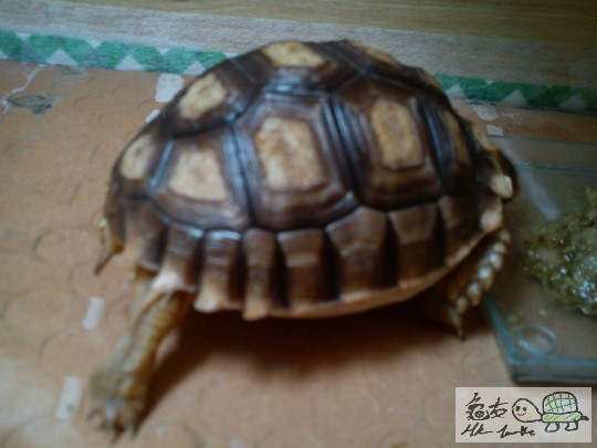 005611hstwt5dewt5ss9jn.jpg