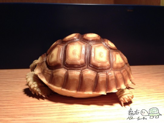 104024a2el5betcxiapbba.jpg
