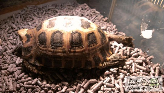 110009wye1w52hz12t2tna.jpg