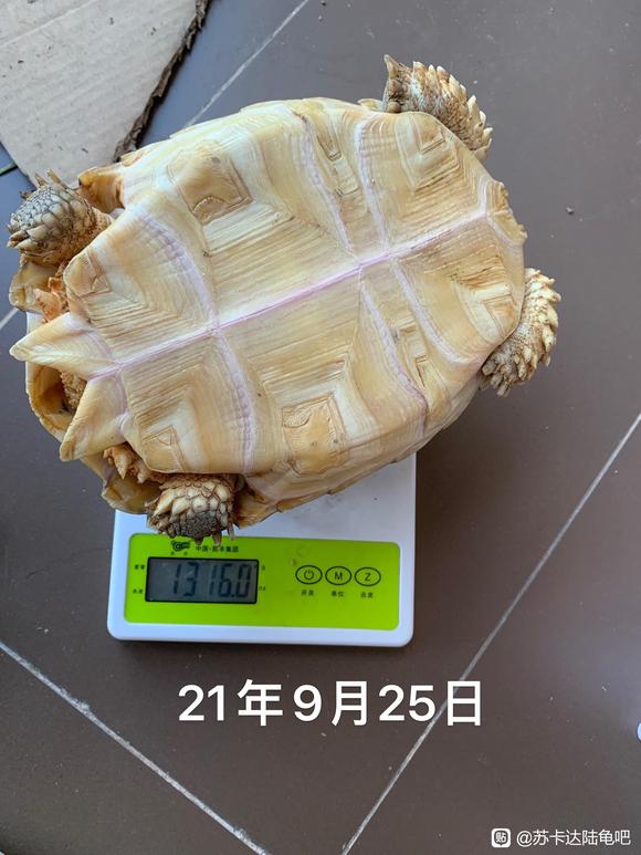 111221g5jjywjv1ll82k78.jpg