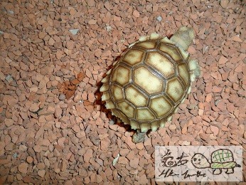 111323ujox2txg27oxvx9q.jpg
