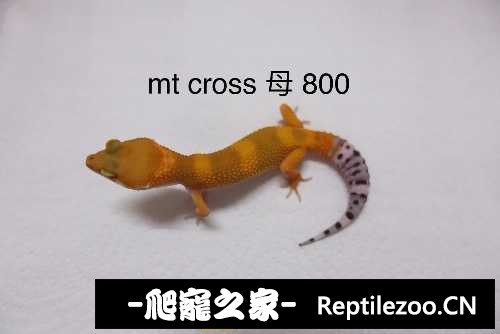194239jh3077ce5e2ccksi.jpg
