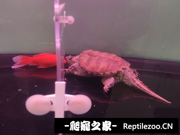 005417fy7geyvfu9zno0z6.jpg