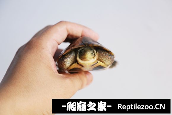 010009ury9zruxuyd1059o.jpg