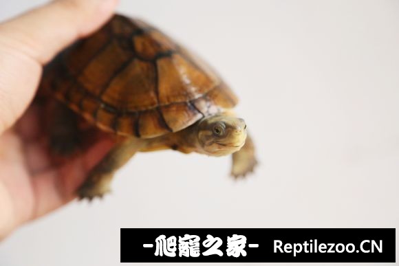 010009utwuunnyynuuuz8u.jpg