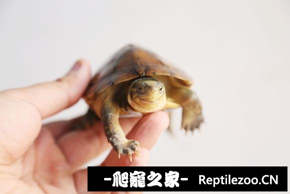 010011fi92quiqgy53xyxx.jpg