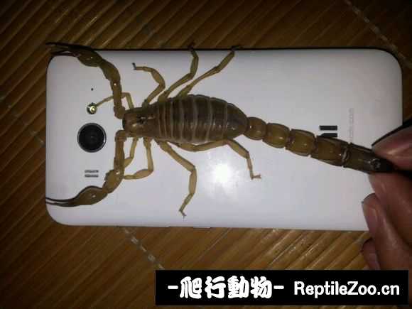 display_picture.php?url=http%3A%2F%2Fimgsa.baidu.com%2Fforum%2Fw%253D580%2Fsign%3D9cce639ad3a20cf44690fed746094b0c%2Fcd3702a4462309f7551e490f710e0cf3d7cad63c.jpg