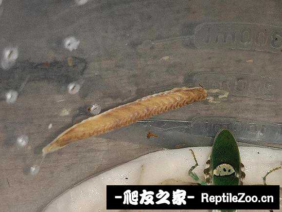 110507zpzc0099ucumpkmn.jpg