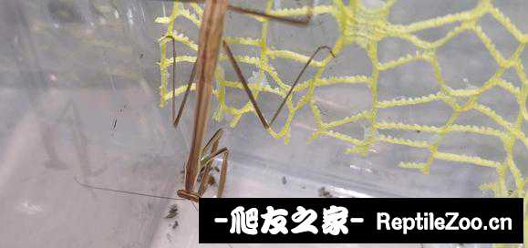 173504fiv3h83xinbcvspn.jpg
