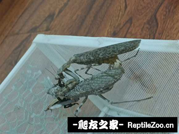 034038jsrr7r7ggv7dqcpu.jpg