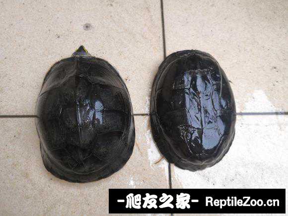 134347qoyfos91rrj6xho6.jpg