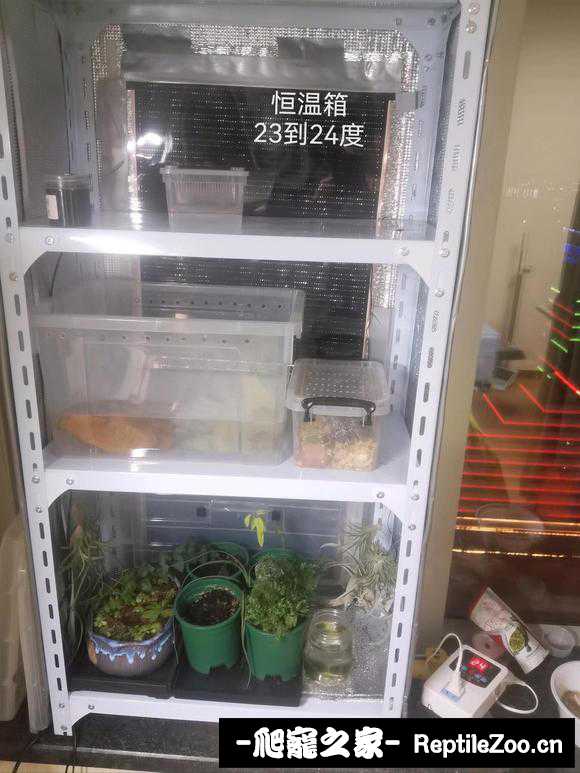221525dazzzap5xr7qajos.jpg
