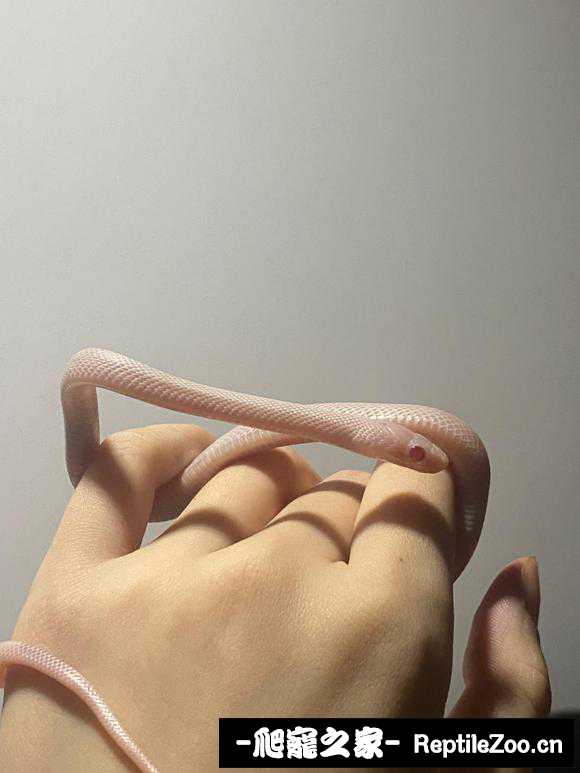 095012ai2qimdi6cm7yhjd.jpg