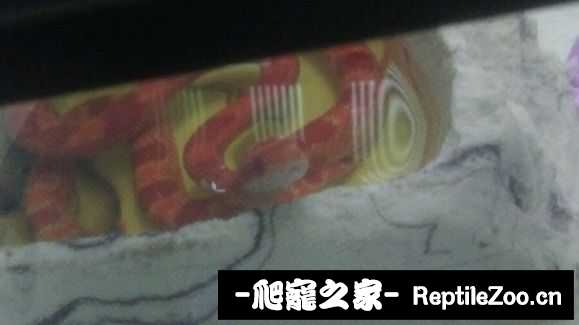 200253nyyitrtwcu4wrrax.jpg