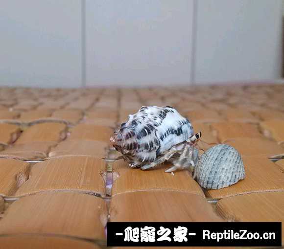 005720wpz9qu3pgbc3b353.jpg