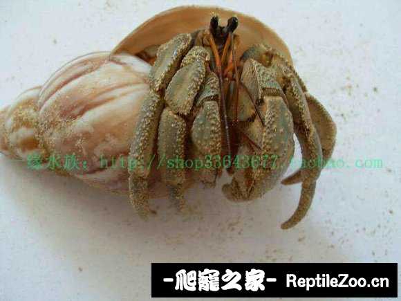 005902rxstghx10s02spp5.jpg