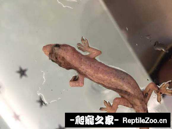 020149uxz1zj0fceod2zoo.jpg