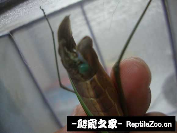173751bff7374b3xnicuup.jpg