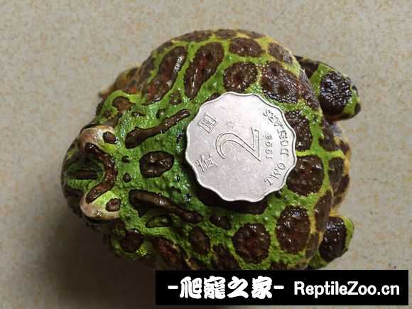 display_picture.php?url=http%3A%2F%2Fimgsa.baidu.com%2Fforum%2Fw%253D580%2Fsign%3Db408582cb8096b6381195e583c338733%2F96e8269759ee3d6debb518c845166d224e4ade9c.jpg