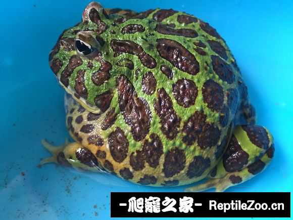 display_picture.php?url=http%3A%2F%2Fimgsa.baidu.com%2Fforum%2Fw%253D580%2Fsign%3D4d51143a6d63f6241c5d390bb744eb32%2Fe14259ee3d6d55fb0db5e9256b224f4a21a4dd9c.jpg