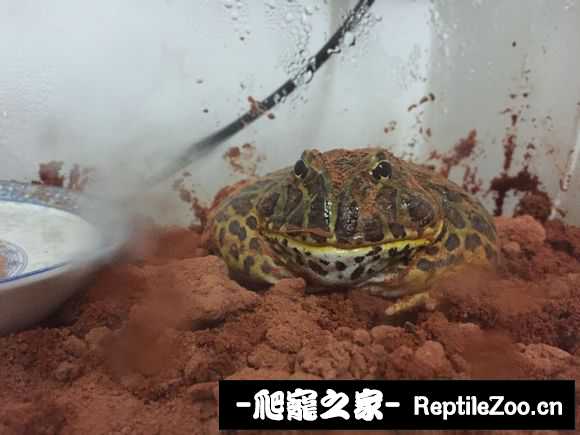 display_picture.php?url=http%3A%2F%2Fimgsa.baidu.com%2Fforum%2Fw%253D580%2Fsign%3Df7a0975e53fbb2fb342b581a7f4a2043%2Fcdae02087bf40ad1cc9758e0512c11dfa8ecce9c.jpg
