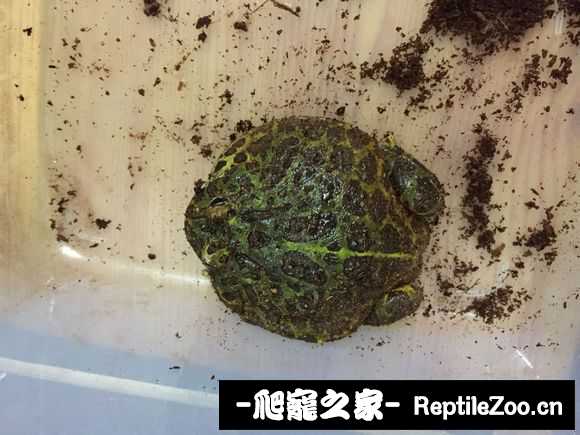 display_picture.php?url=http%3A%2F%2Fimgsa.baidu.com%2Fforum%2Fw%253D580%2Fsign%3Dc569c8e3f103918fd7d13dc2613d264b%2Fefed1f30e924b8990f4fe63b68061d950b7bf69c.jpg