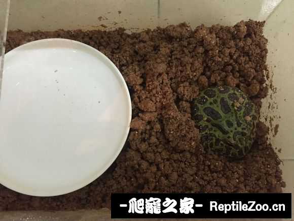 display_picture.php?url=http%3A%2F%2Fimgsa.baidu.com%2Fforum%2Fw%253D580%2Fsign%3D1e90255828738bd4c421b239918a876c%2F2c11b74543a982260bd871a28c82b9014b90eb74.jpg