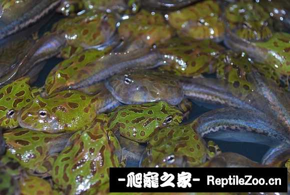 display_picture.php?url=http%3A%2F%2Fimgsa.baidu.com%2Fforum%2Fw%253D580%2Fsign%3De459cbbc3ac79f3d8fe1e4388aa0cdbc%2Fde0dbc3eb13533faafef1d6da9d3fd1f40345b69.jpg