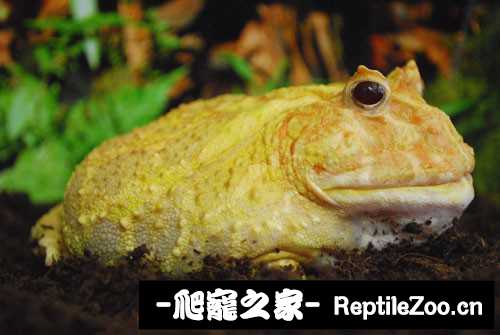 display_picture.php?url=http%3A%2F%2Fimgsa.baidu.com%2Fforum%2Fw%253D580%2Fsign%3D8035706048540923aa696376a259d1dc%2F603ace1b9d16fdfaa2d548adb58f8c5495ee7b09.jpg